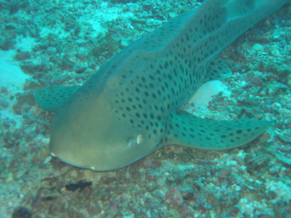 IMG_0010.jpg