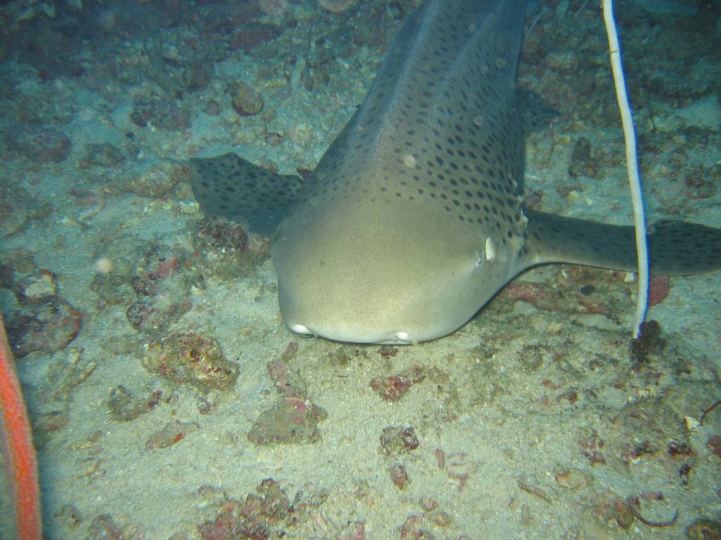 IMG_0123.jpg