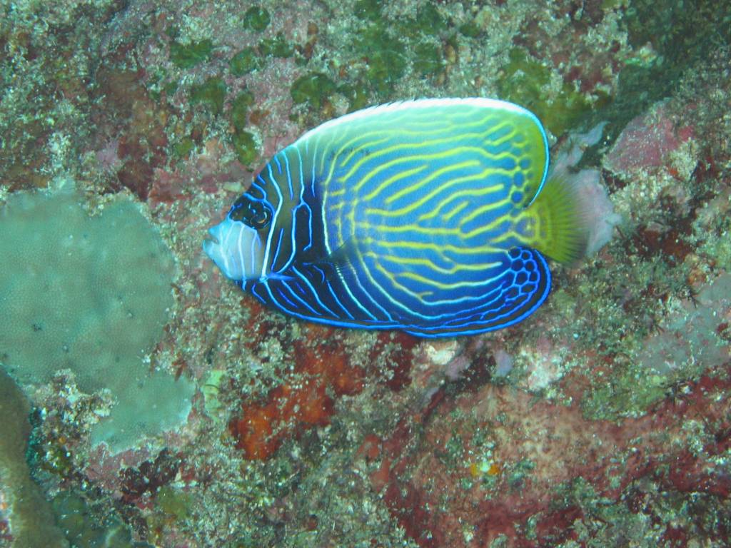 IMG_0335.JPG