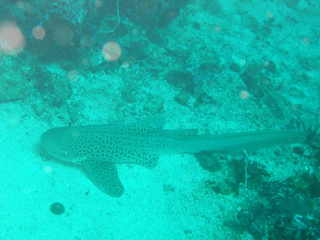 IMG_0063.JPG
