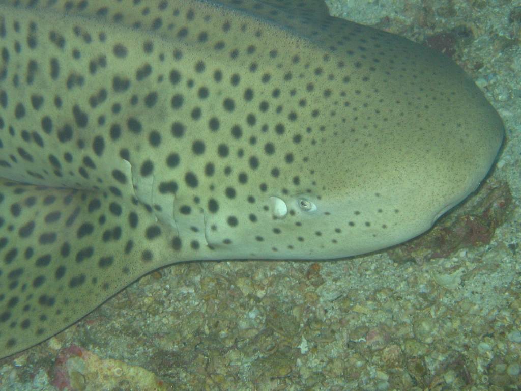 IMG_0096.JPG