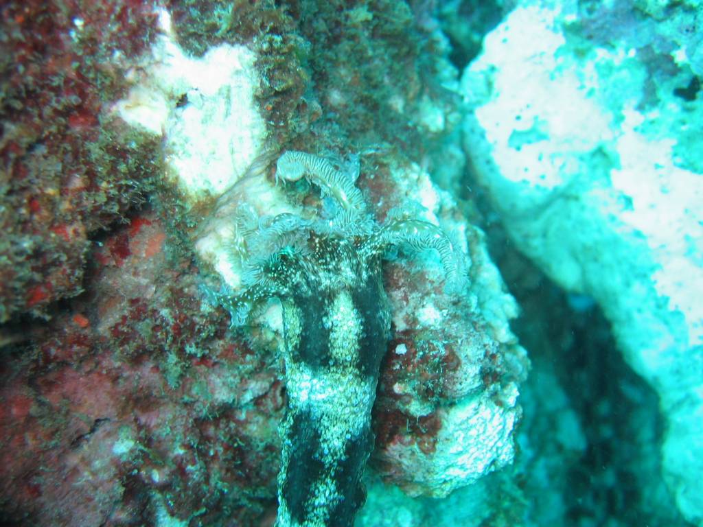 IMG_6871.JPG