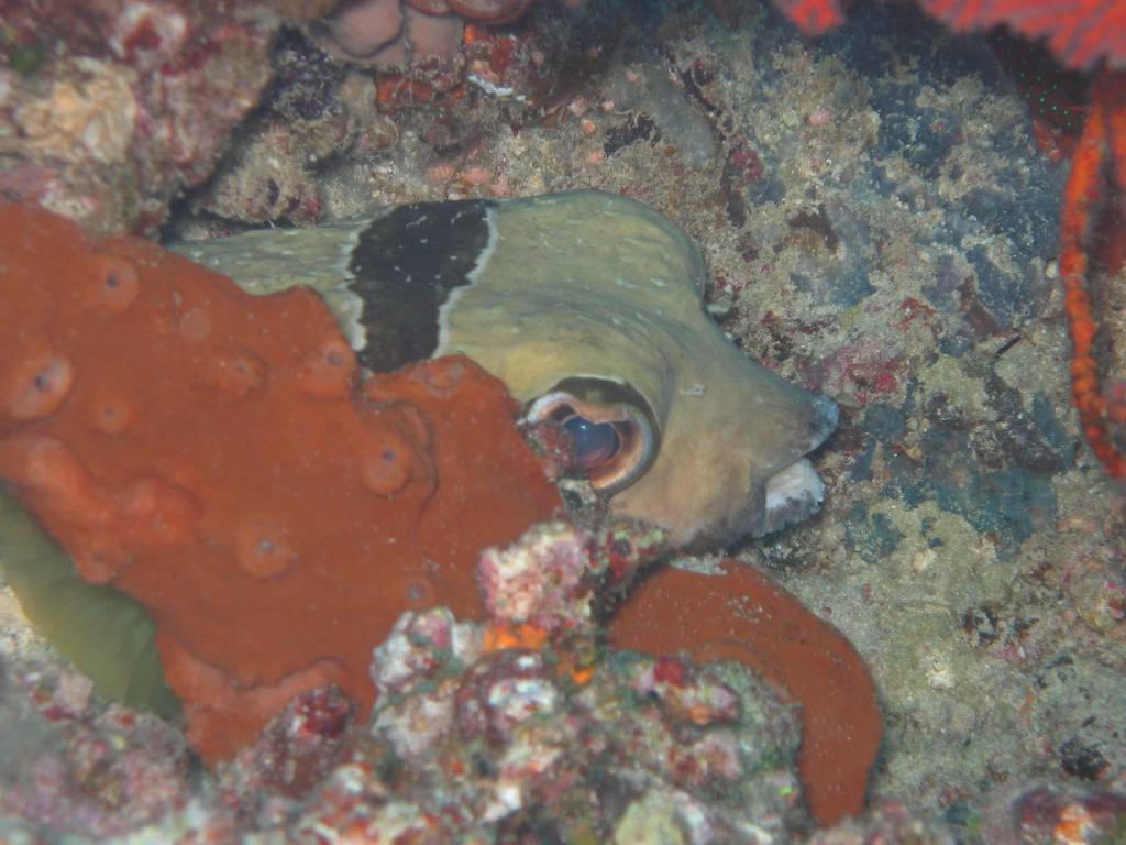 IMG_4768.JPG