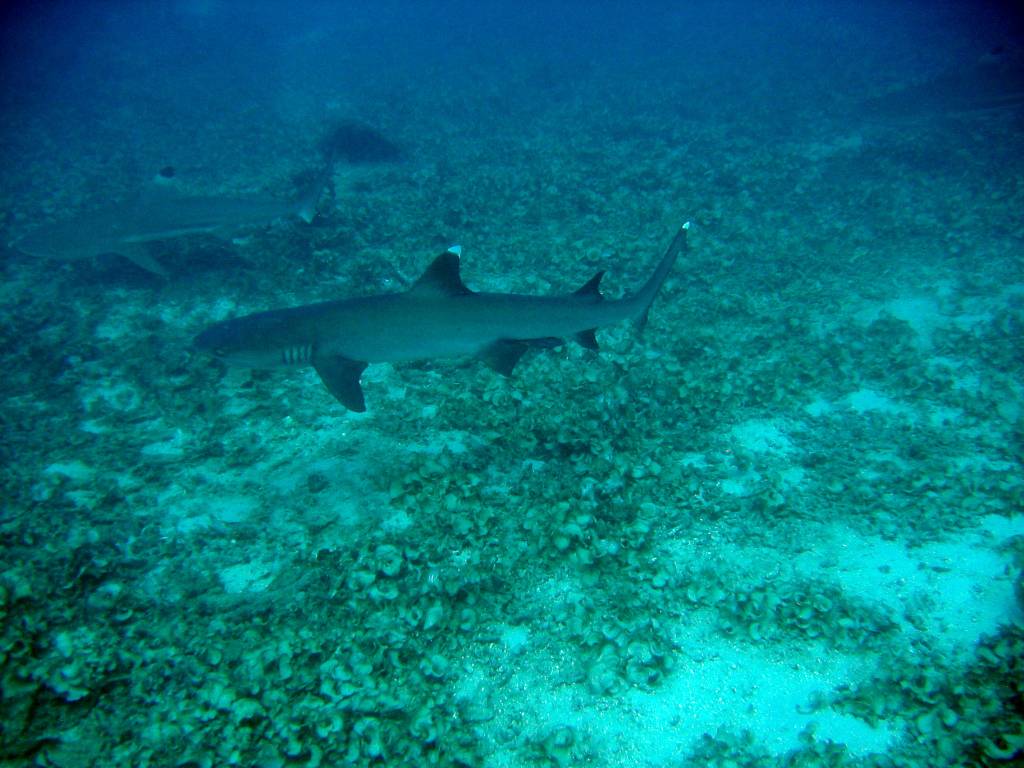 IMG_5036a.jpg