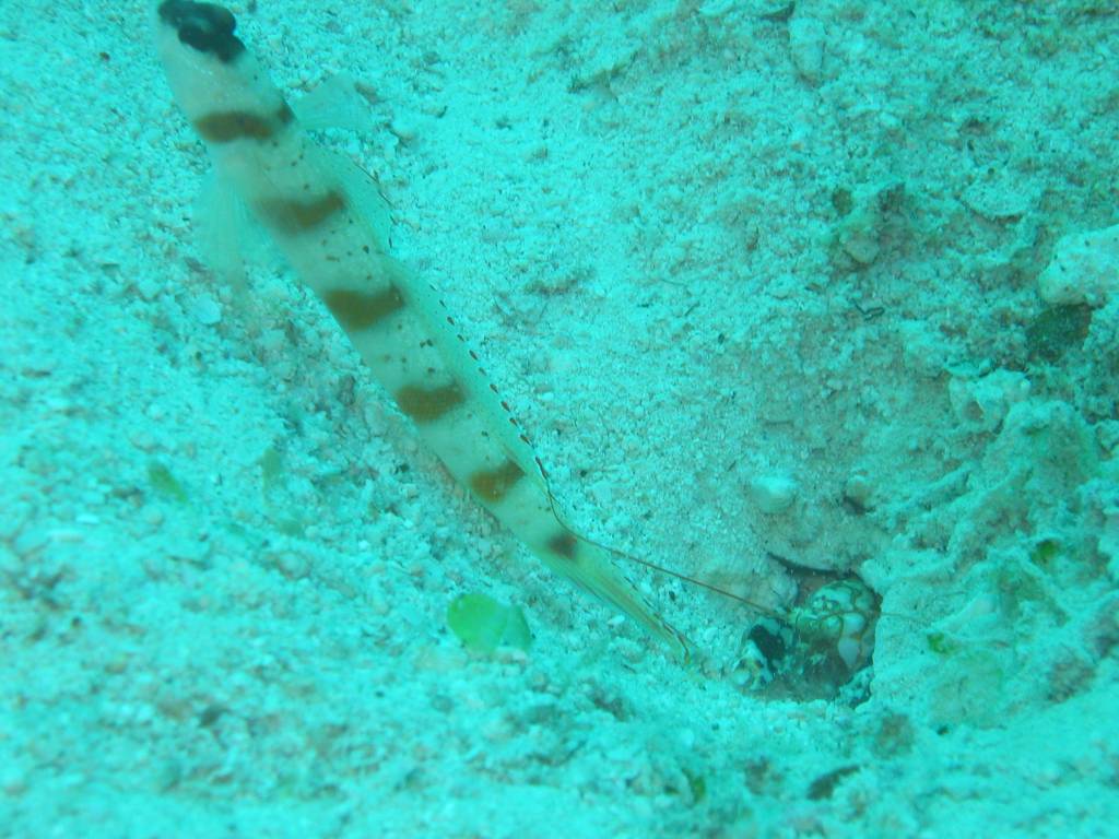 IMG_7461.JPG