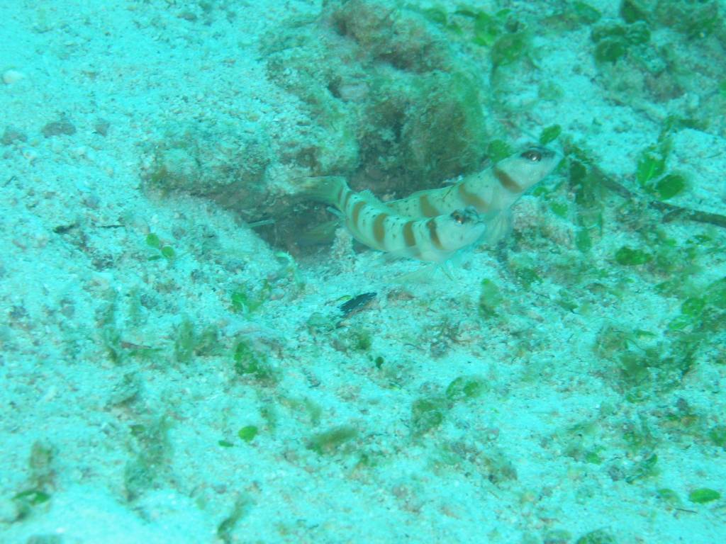 IMG_7996.JPG