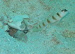 IMG_1637_cr.jpg