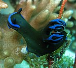 IMG_1988_cr.jpg