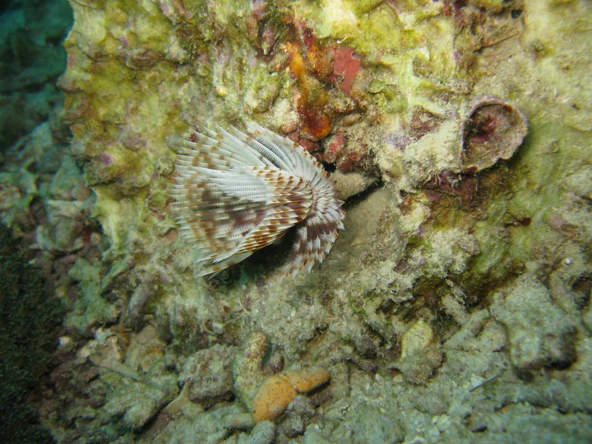 IMG_2346.jpg
