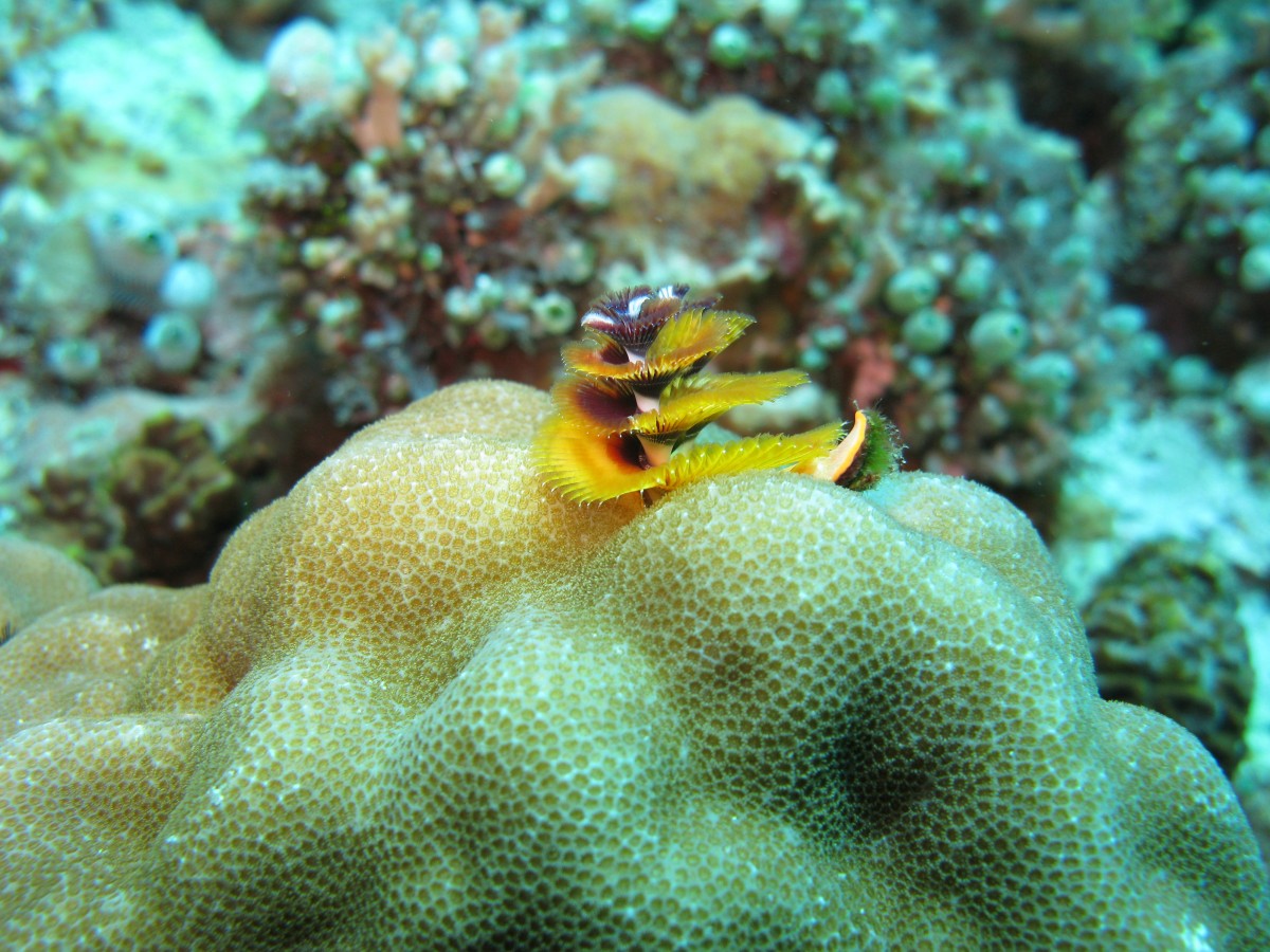 IMG_2663.jpg
