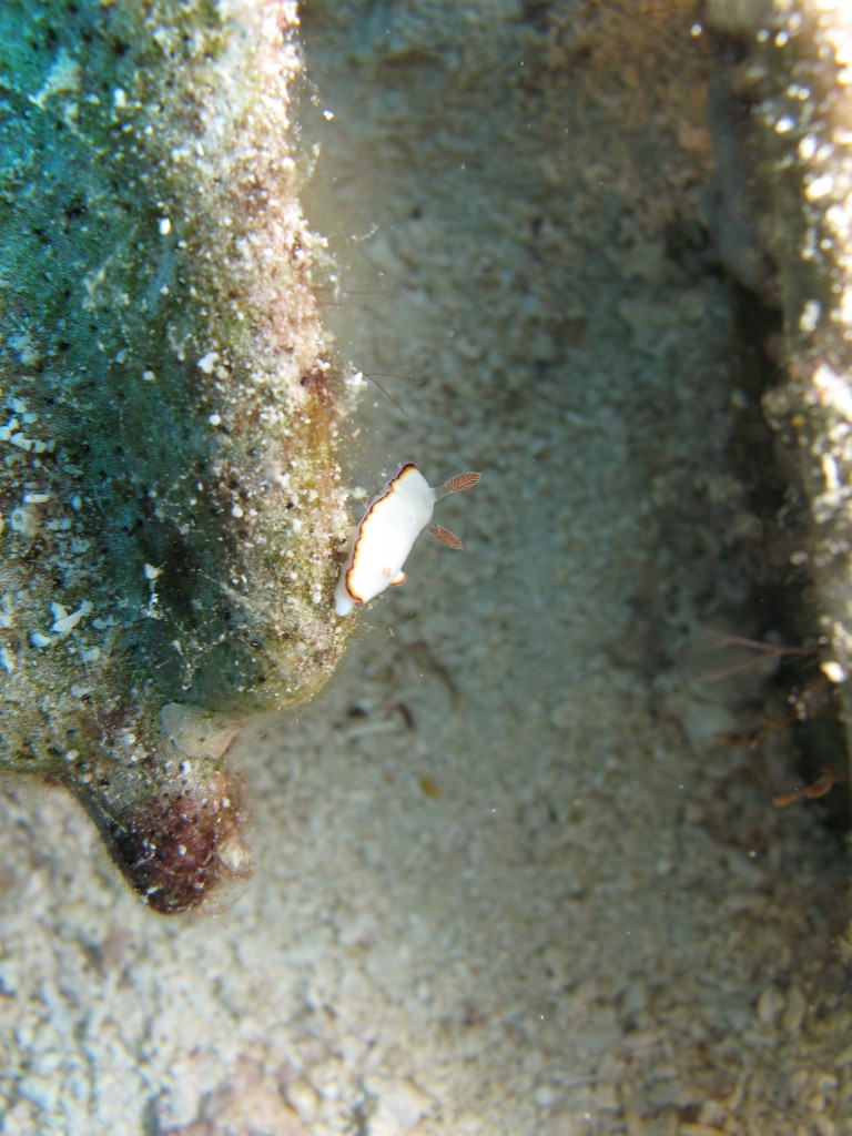 IMG_1217.jpg