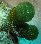 IMG_1446_cr.jpg