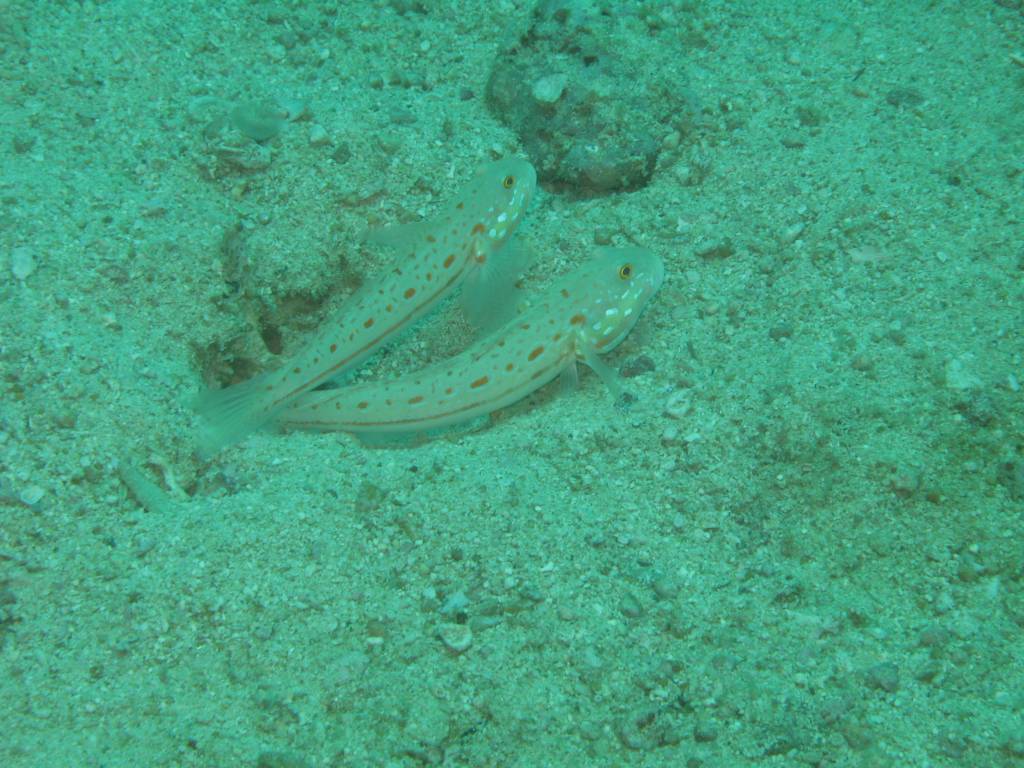 IMG_0761.jpg