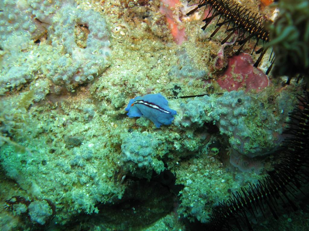 IMG_0771.jpg